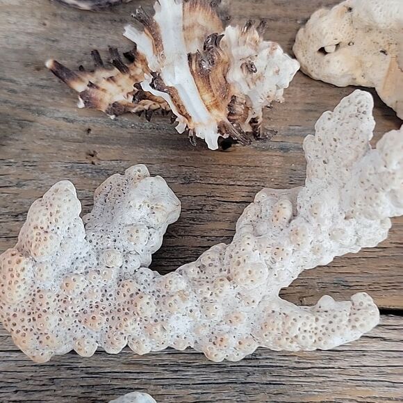 Assorted Seashell and Coral Collection 20 pieces - Picture 8 of 12